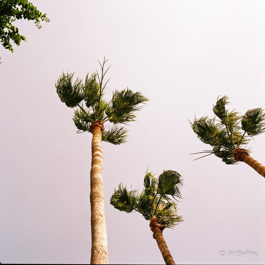 CatLABS X Film 100 Color Film Sample Photos
