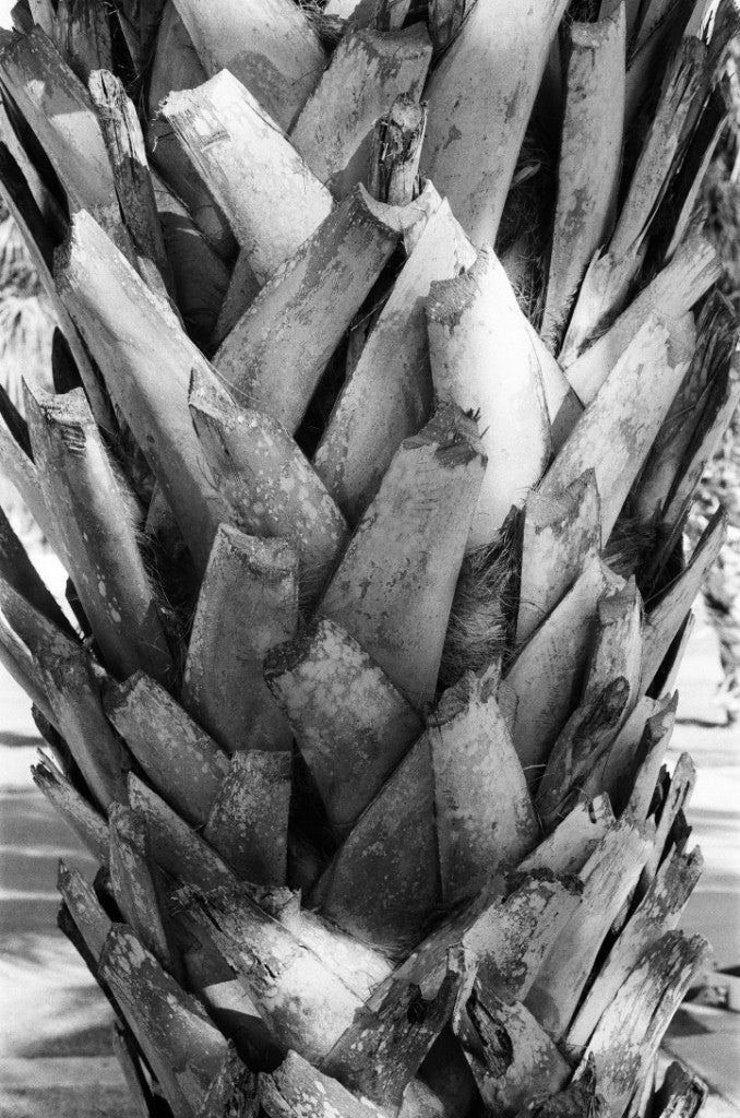 Fotos de muestra de la película CineStill BwXX 250 en blanco y negro