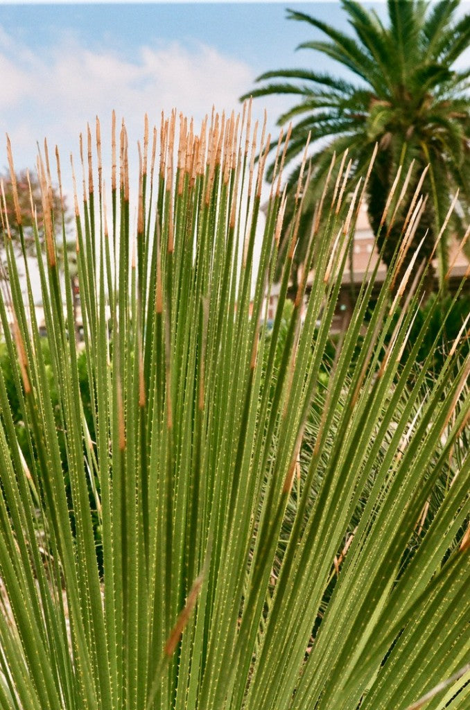 Fotos de muestra de la película japonesa en color Fujifilm Fujicolor 100