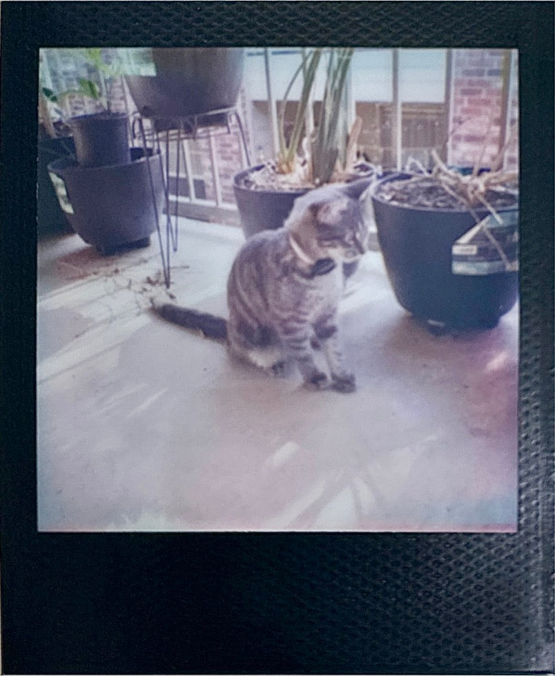 Fotos de muestra de la película Polaroid Go