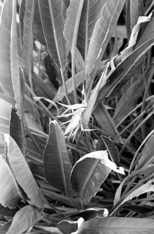 Primer plano de grandes hojas de ave del paraíso, fotografiado con película en blanco y negro Street Candy ATM400 35mm, revelada con la química estándar para blanco y negro.