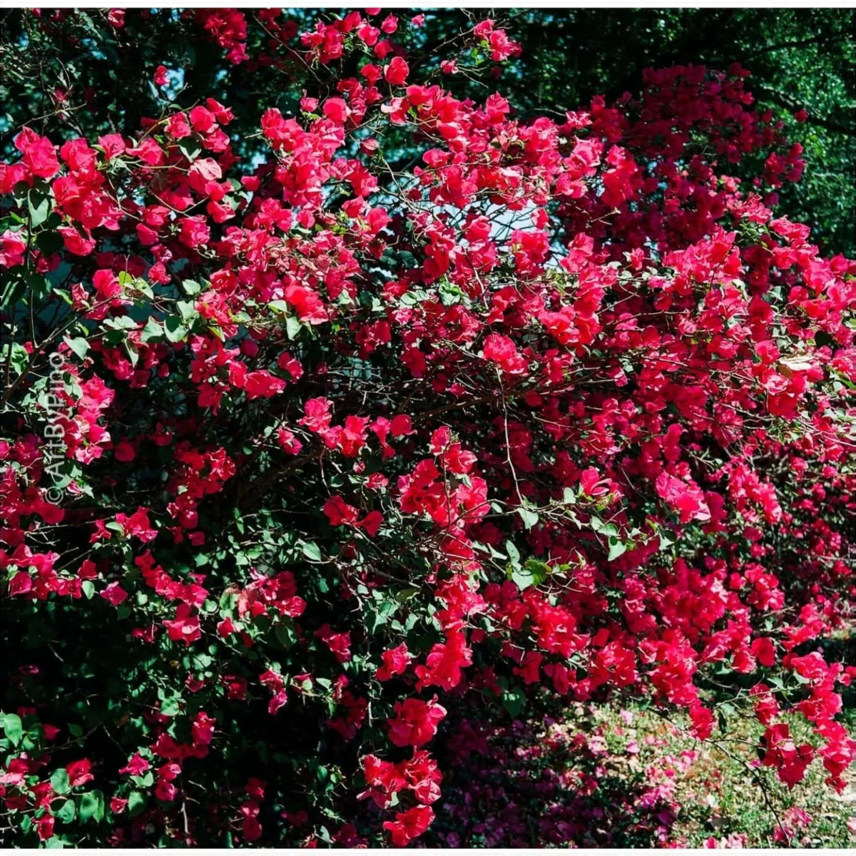 A vibrant red bougainvillea bush with lush green leaves and abundant, papery bracts.