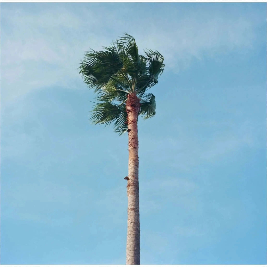 Tall palm tree with a slender, textured trunk and lush green fronds swaying against a clear blue sky.