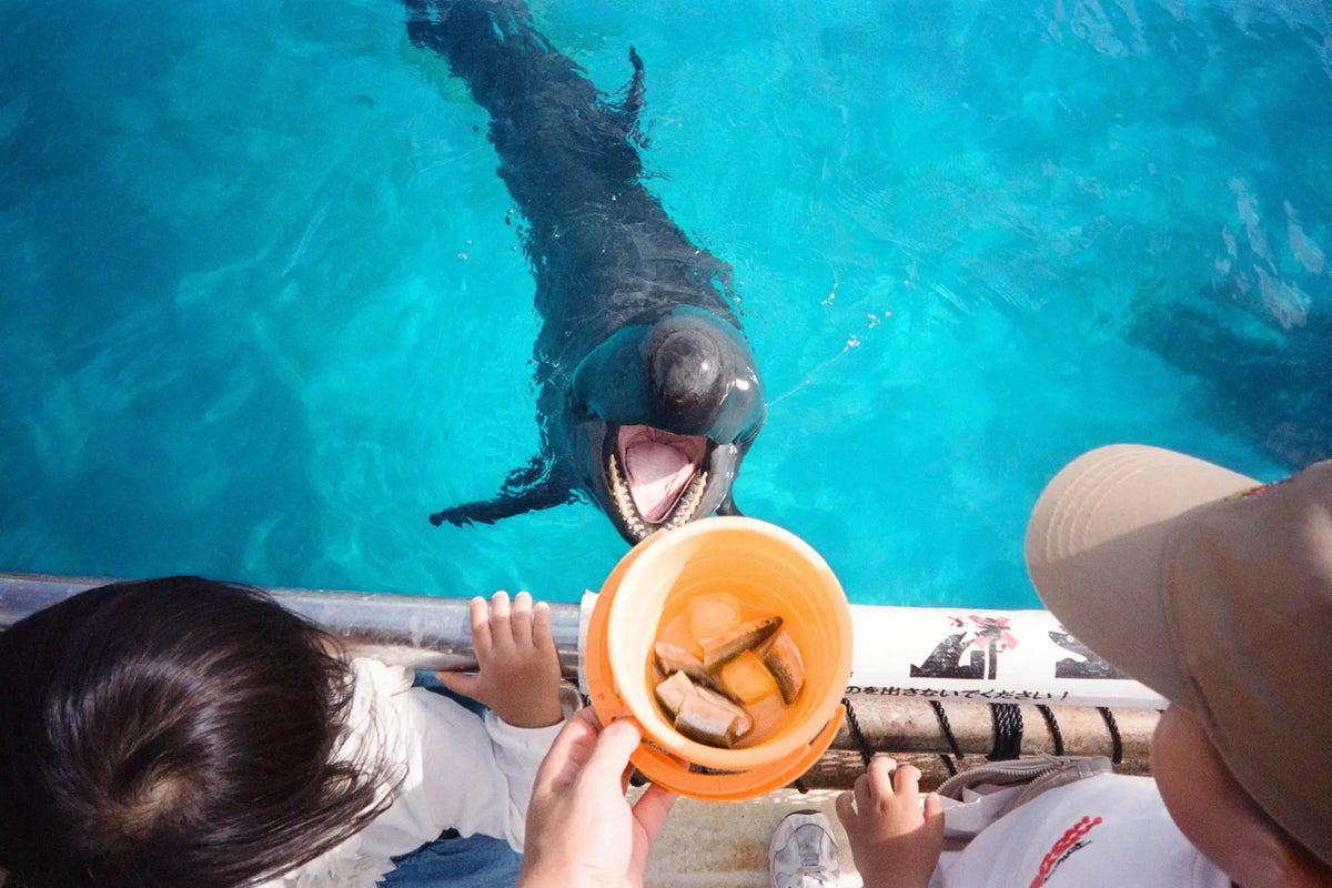 A dark gray dolphin with a black nose and open mouth, swimming in clear blue water.
