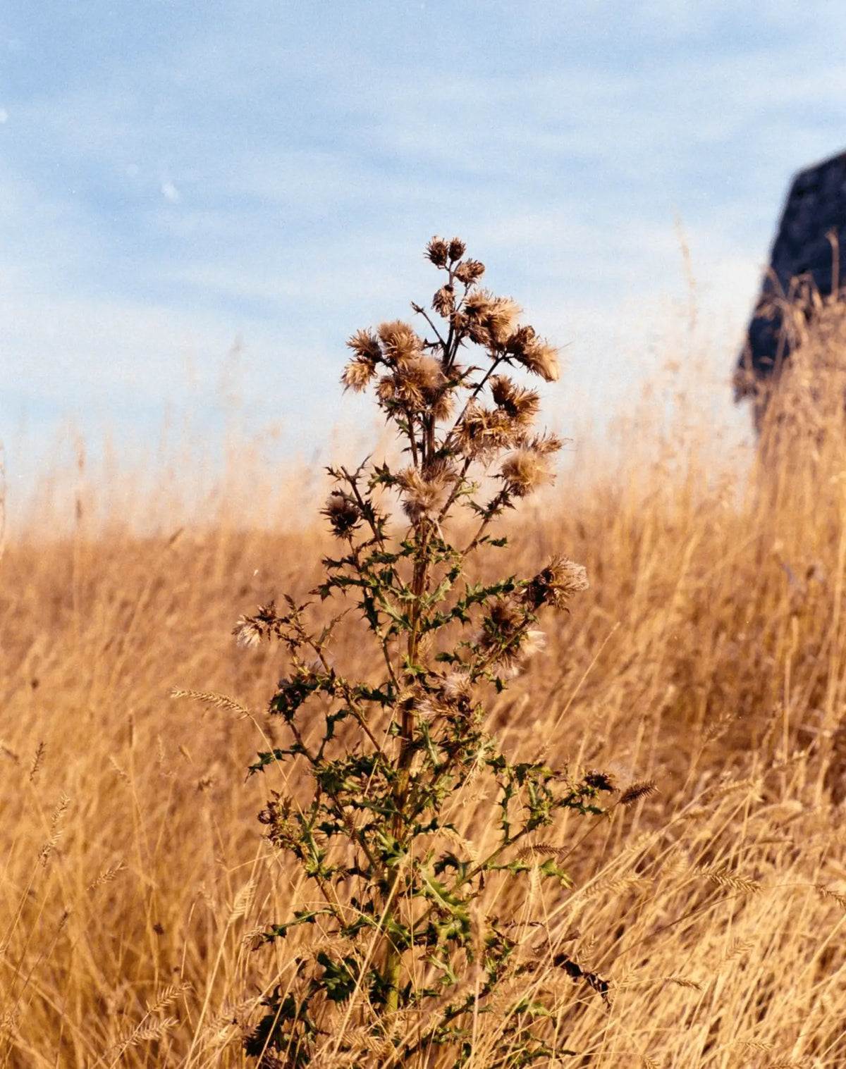 A tall, spiky thistle plant with dried, brownish flower heads and green stems stands out against a field of golden grass under a pale blue sky.