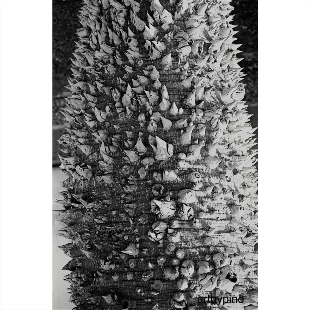 A black-and-white close-up of a tree trunk covered in dense, sharp spines.