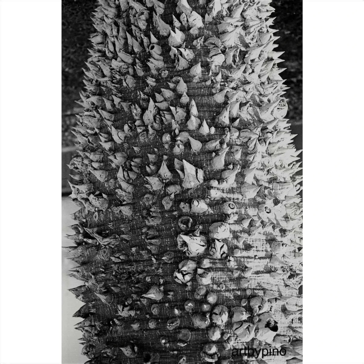 A black-and-white close-up of a tree trunk covered in dense, sharp spines.